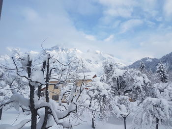 Low angle view of trees against sky