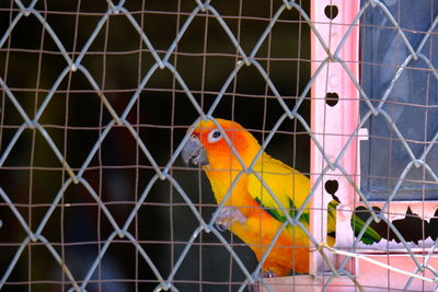 Close-up of parrot perching in cage