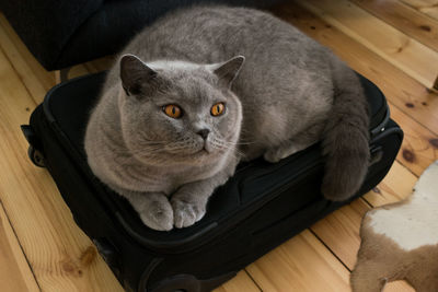 High angle view of cat relaxing on suitcase over hardwood floor at home