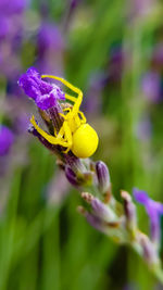 Close-up of insect pollinating on purple flower