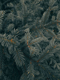 Full frame shot of pine tree