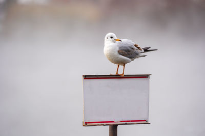 Close-up of seagull perching on signboard