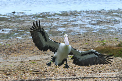 Birds flying over the beach