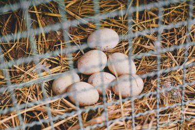 High angle view of eggs in nest