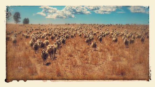 Panoramic view of animal on field against sky
