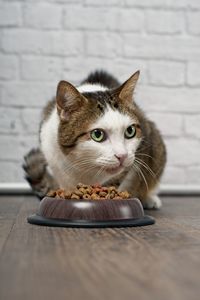 Tabby cat sitting beside a food bowl filled with dried food and looking sideways.