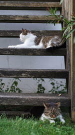 Cat sitting on a wall