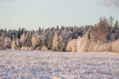 A beautiful winter landscape of forest. first snow in norther europe. 