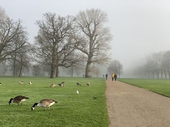 Flock of sheep in a field