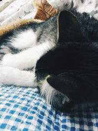 Close-up of cat sleeping on bed at home
