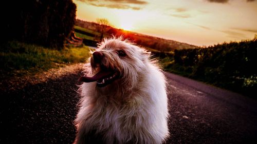 Close-up of dog on road against sky during sunset