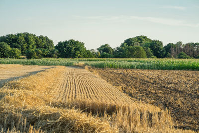 A harvested wheat field in front of corn field. scene on a sunny july evening.