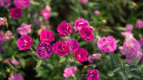 Field of pretty pink petals of carnation flowers blossom on green leaves and small bud