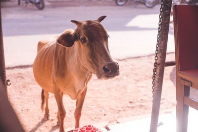 A stray cow from the entrance of a diner in the small town of gokarna, karnataka, india.
