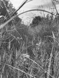 Close-up of grass growing on field