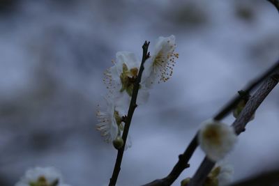 Close-up of white flowers