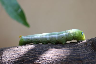 Close-up of ia worm on a trunk