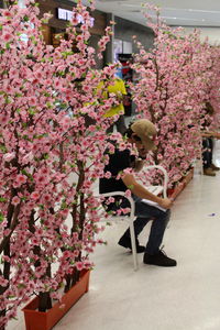 Close-up of pink flowers