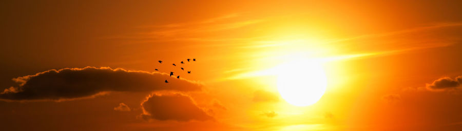 Silhouette birds flying against sky during sunset