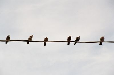 Low angle view of birds perching against clear sky