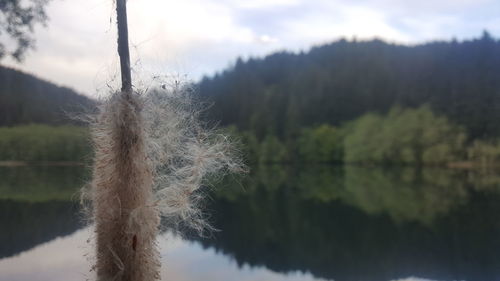 Close-up of plant on land against lake