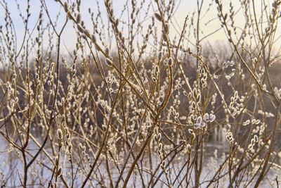 Close-up of frozen plants on land