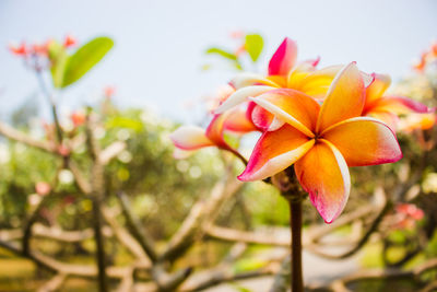 Close-up of pink flowers
