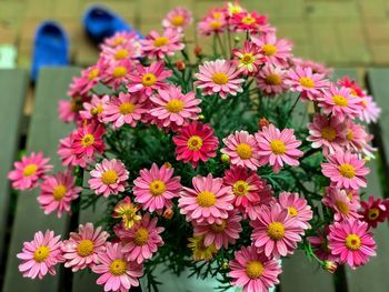 Close-up of pink flowering plants