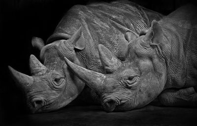 Two rhinos laying together