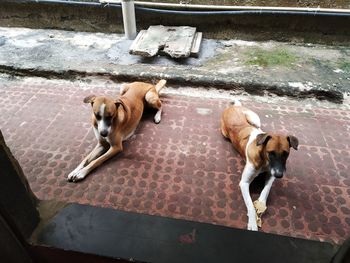 High angle view of dogs on footpath