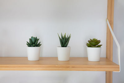 Potted plants on table against wall