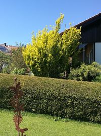 Plants growing by house against clear sky