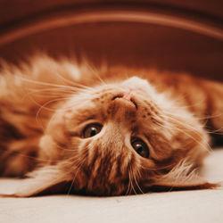 Close-up portrait of a cat