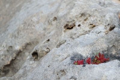 High angle view of red rocks on rock