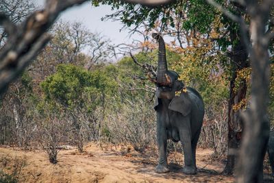 Elephant in forest