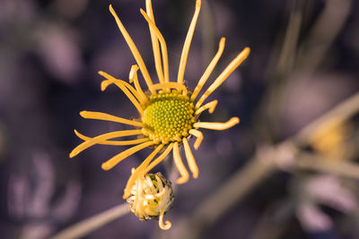 Close-up of yellow chrysanthemum flower