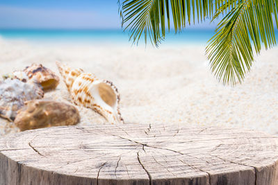 Close-up of palm tree on beach