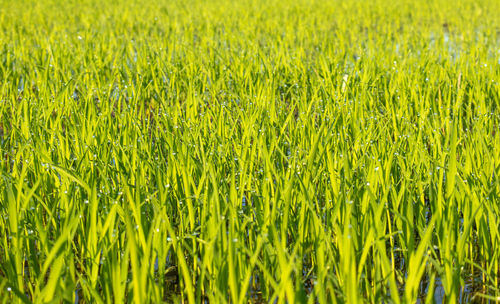 Full frame shot of fresh green field