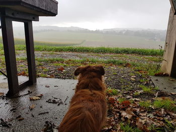 Dog on field against sky