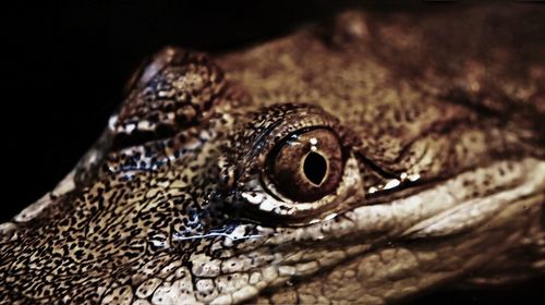 Close-up of lizard