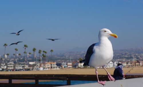 Seagulls perching on city by sea against clear sky