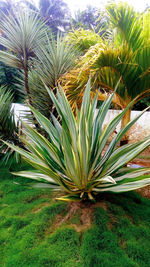 Close-up of palm tree