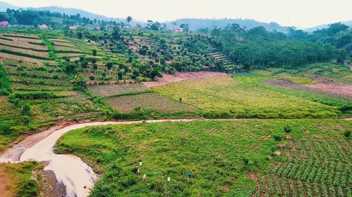 Scenic view of agricultural field