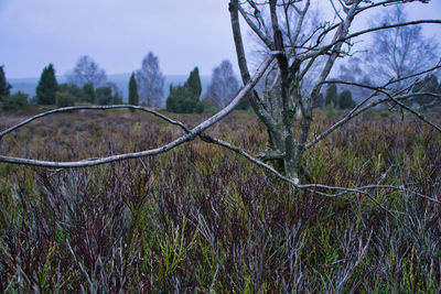 Bare trees on field against sky