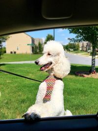 Close-up of dog sitting on grass