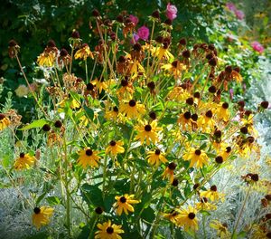 Close-up of yellow flowers blooming in field