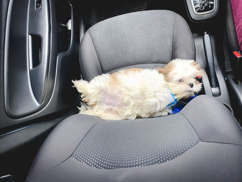 High angle view of dog in car