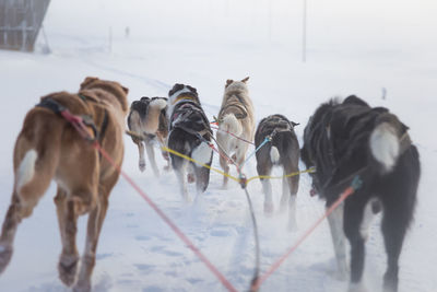 A beautiful husky dog team pulling a sled in beautiful norway morning scenery. 