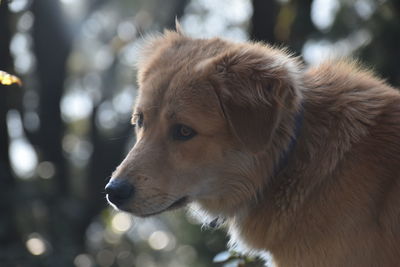 Close-up of dog looking away