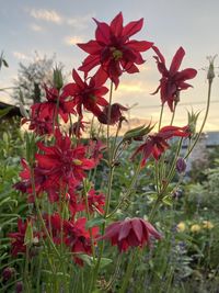 Close-up of red flowering plants on field